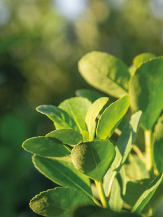 Building a Compliance System for the Prevention and Elimination of Child Labor and the Promotion of Adolescent Work in Yerba Mate