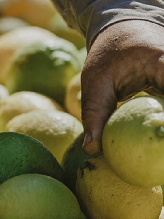 Risk Study of Child Labor in the Lemon Production System